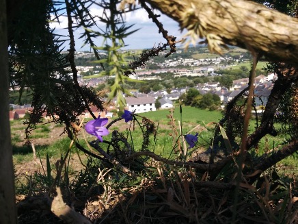 Citizen Science: Roots and Branches by Chloe Griffiths 